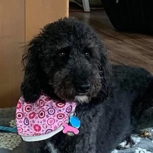 Meet your Posher, Jane